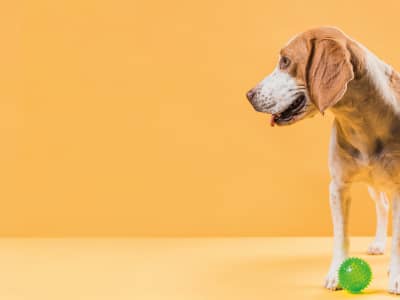 Juguetes para Perros